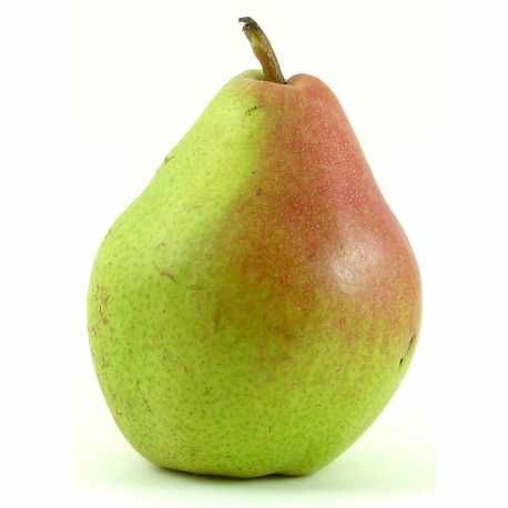 Pear "Doyenne du comice"