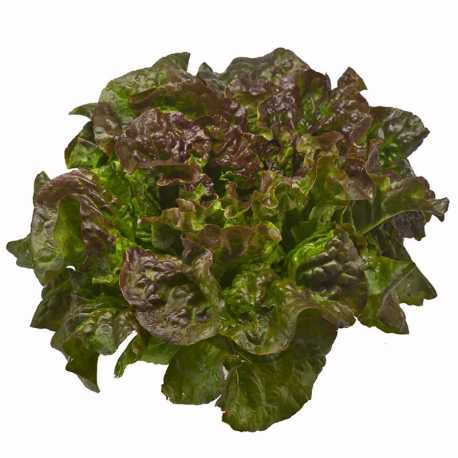 Salad Vegetable Golden Oak-leaf