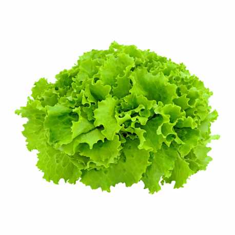 Lettuce Green Leaf