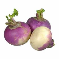 Round Turnip