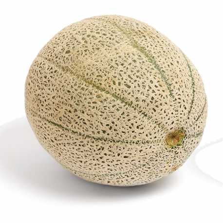 Melon Cantaloupe