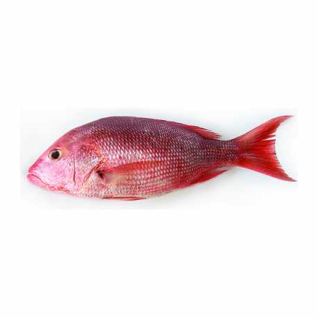 Red snapper